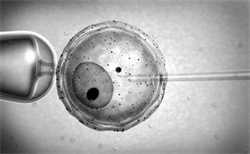福州祈新生殖供卵试管,美国纽约新希望生殖中心和scrc医院哪个可以供卵?